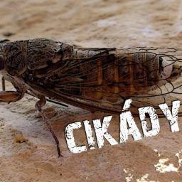 serek-SERKOVEOBRAZKY icon