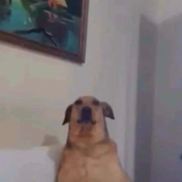 socks9287-Scrungus_Suits icon