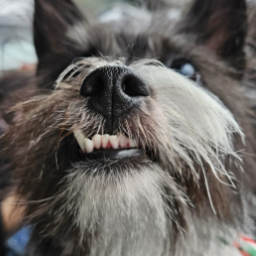 tayaflow-THECosmetics icon