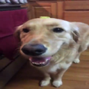 thedogteamidk-ThereAreDogs icon