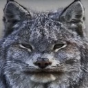 thehonseteam-LethalUmamusume icon