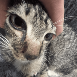 trabeese-SwankyCompany icon